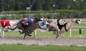 Say Goodbye To Greyhound Tracks