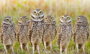 Tiny owls are halting progress on the massive Isle Casino redevelopment
