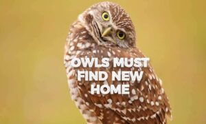 Caesars will pay small fee to relocate owls in Pompano