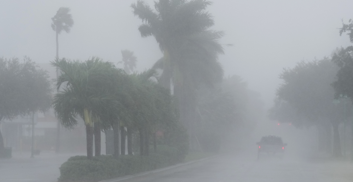 A picture of the trees blowing in the wind and rain of Hurricane Milton